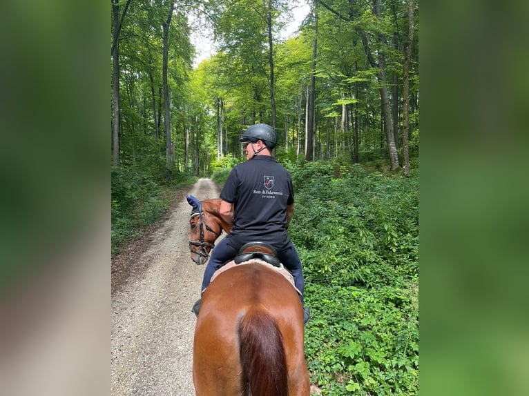 Sportivo Tedesco / Sportivo della Germania Castrone 16 Anni 170 cm Sauro in Ehingen an der Donau