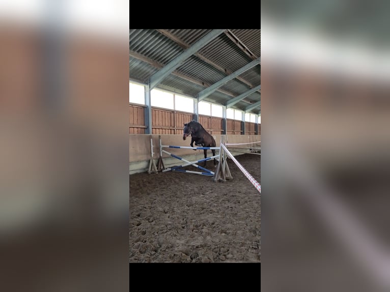 Sportivo Tedesco / Sportivo della Germania Castrone 16 Anni 175 cm Baio in Bad Endbach