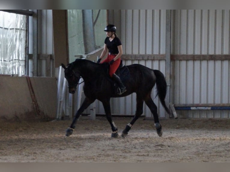 Sportivo Tedesco / Sportivo della Germania Castrone 16 Anni 175 cm Baio scuro in Thaleischweiler-Fröschen