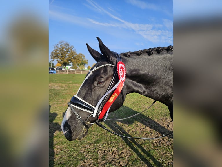 Sportivo Tedesco / Sportivo della Germania Castrone 16 Anni 176 cm Morello in Ribnitz-Damgarten