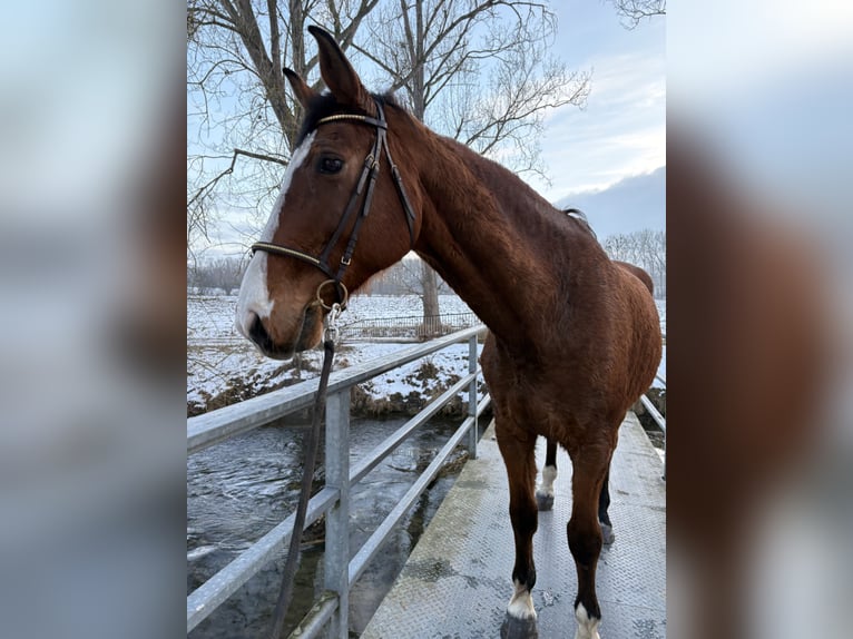 Sportivo Tedesco / Sportivo della Germania Castrone 16 Anni 180 cm Baio in Bad Langensalza