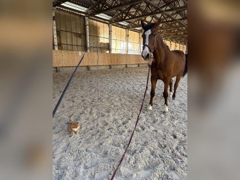 Sportivo Tedesco / Sportivo della Germania Castrone 16 Anni 180 cm Baio in Bad Langensalza