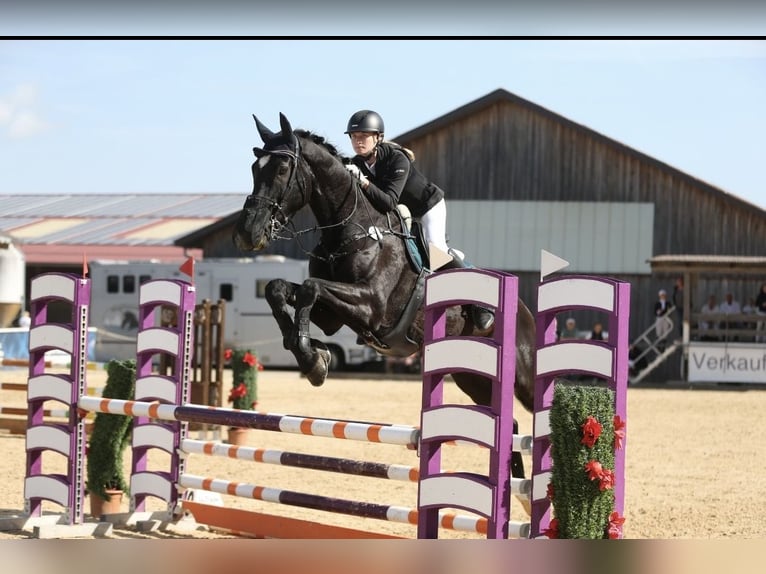 Sportivo Tedesco / Sportivo della Germania Castrone 16 Anni 181 cm Morello in Wallersdorf