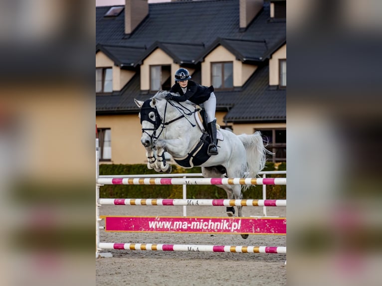 Sportivo Tedesco / Sportivo della Germania Castrone 16 Anni 184 cm Grigio trotinato in Warka