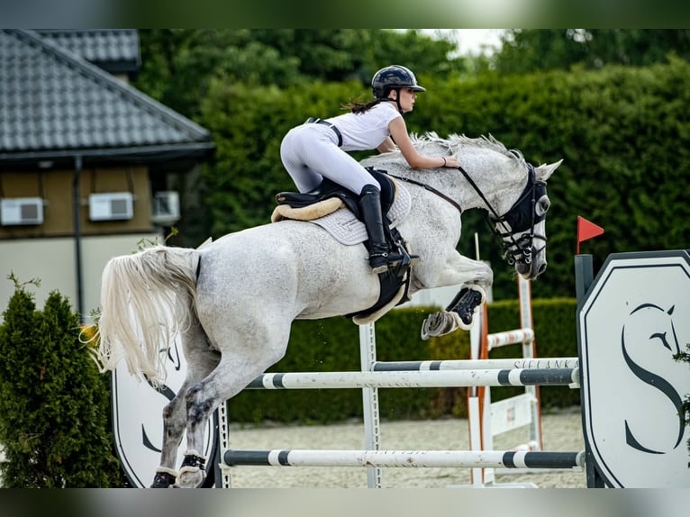 Sportivo Tedesco / Sportivo della Germania Castrone 16 Anni 184 cm Grigio trotinato in Warka