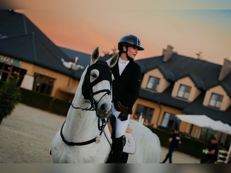 Sportivo Tedesco / Sportivo della Germania Castrone 16 Anni 184 cm Grigio trotinato in Warka