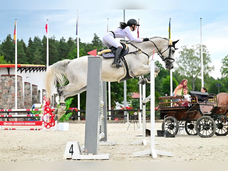 Sportivo Tedesco / Sportivo della Germania Castrone 16 Anni 184 cm Grigio trotinato in Michałów Górny