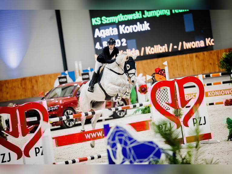 Sportivo Tedesco / Sportivo della Germania Castrone 16 Anni 184 cm Grigio trotinato in Michałów Górny