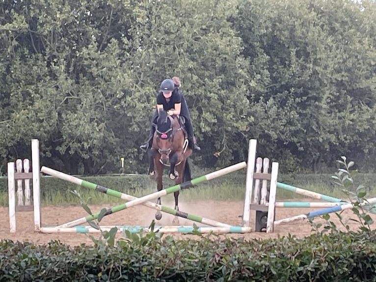 Sportivo Tedesco / Sportivo della Germania Castrone 17 Anni 169 cm Baio in Zapel