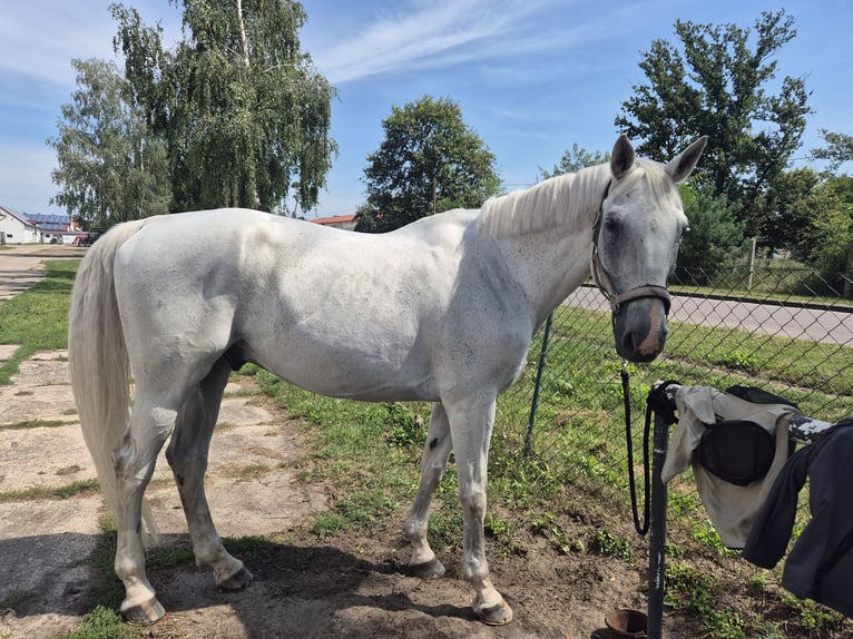 Sportivo Tedesco / Sportivo della Germania Castrone 17 Anni 170 cm Grigio trotinato in Wahlitz