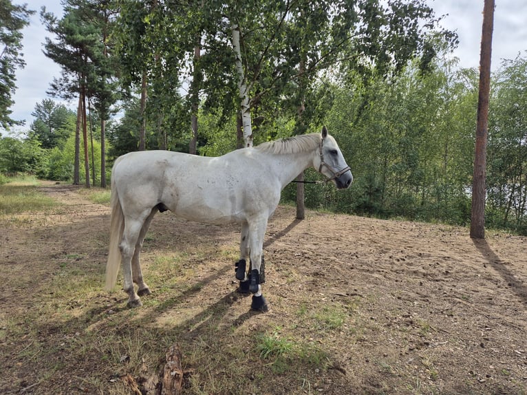 Sportivo Tedesco / Sportivo della Germania Castrone 17 Anni 170 cm Grigio trotinato in Wahlitz