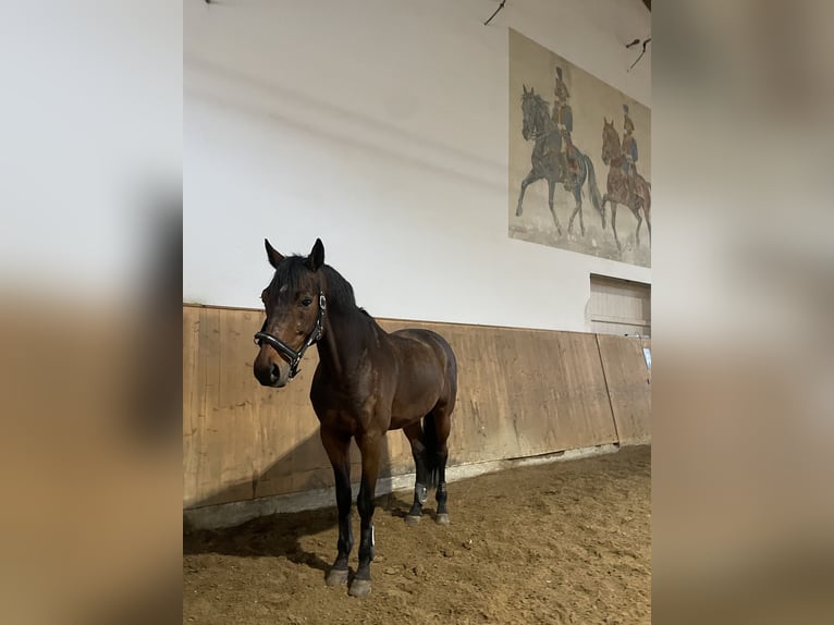 Sportivo Tedesco / Sportivo della Germania Castrone 17 Anni 172 cm Baio in Thalwil