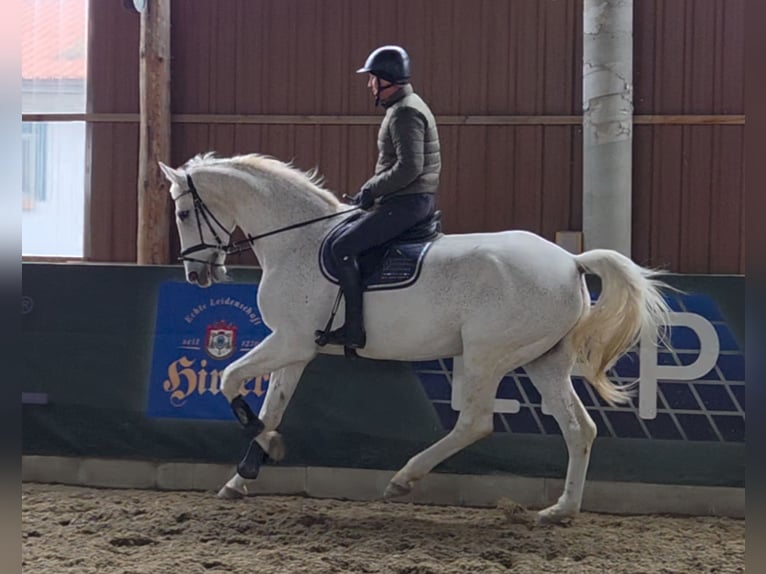 Sportivo Tedesco / Sportivo della Germania Castrone 17 Anni 178 cm Grigio in Schattendorf