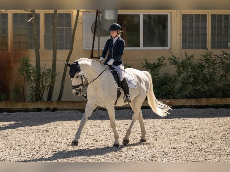 Sportivo Tedesco / Sportivo della Germania Castrone 18 Anni 174 cm Grigio pezzato in Berlin