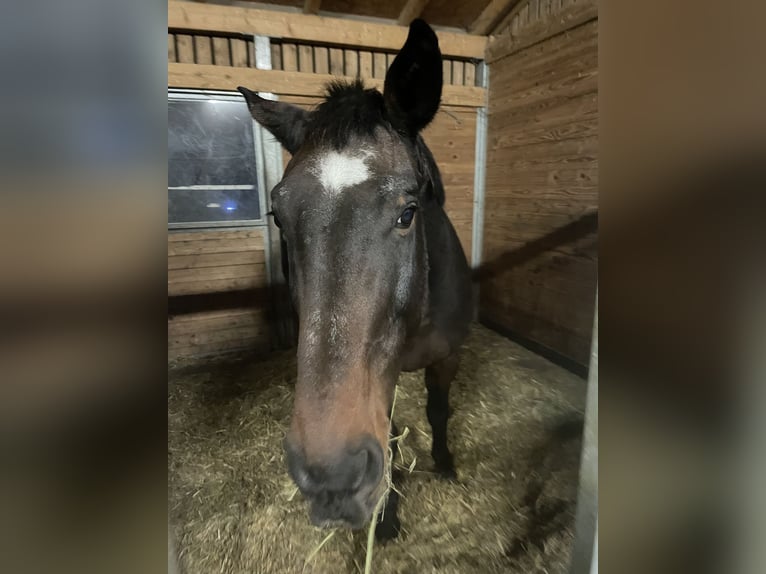 Sportivo Tedesco / Sportivo della Germania Castrone 18 Anni 180 cm Baio scuro in Oberding