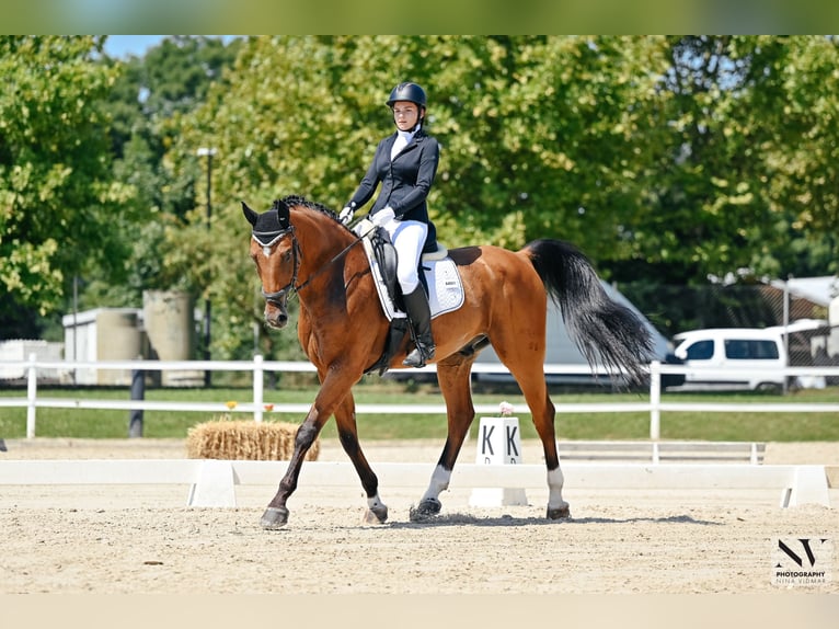 Sportivo Tedesco / Sportivo della Germania Castrone 18 Anni  in Koper