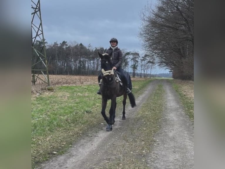 Sportivo Tedesco / Sportivo della Germania Castrone 19 Anni 163 cm Baio in Groß Ippener Sportivo Tedesco / Sportivo della Germania Castrone 19 Anni 163 cm Baio in Groß Ippener