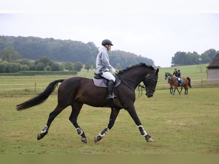Sportivo Tedesco / Sportivo della Germania Castrone 20 Anni 180 cm Baio scuro in Bautzen