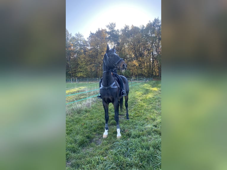 Sportivo Tedesco / Sportivo della Germania Castrone 20 Anni 180 cm Baio scuro in Bautzen