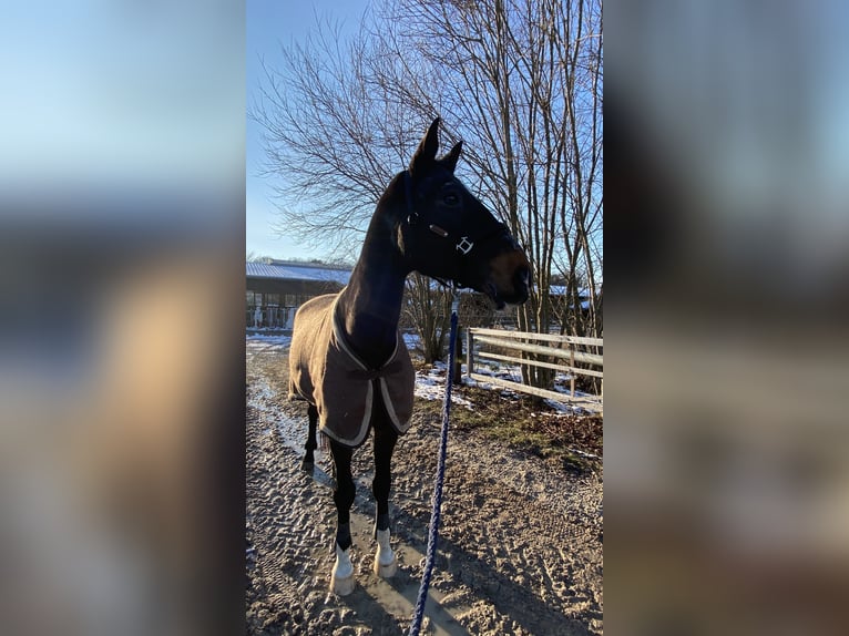 Sportivo Tedesco / Sportivo della Germania Castrone 20 Anni 180 cm Baio scuro in Bautzen