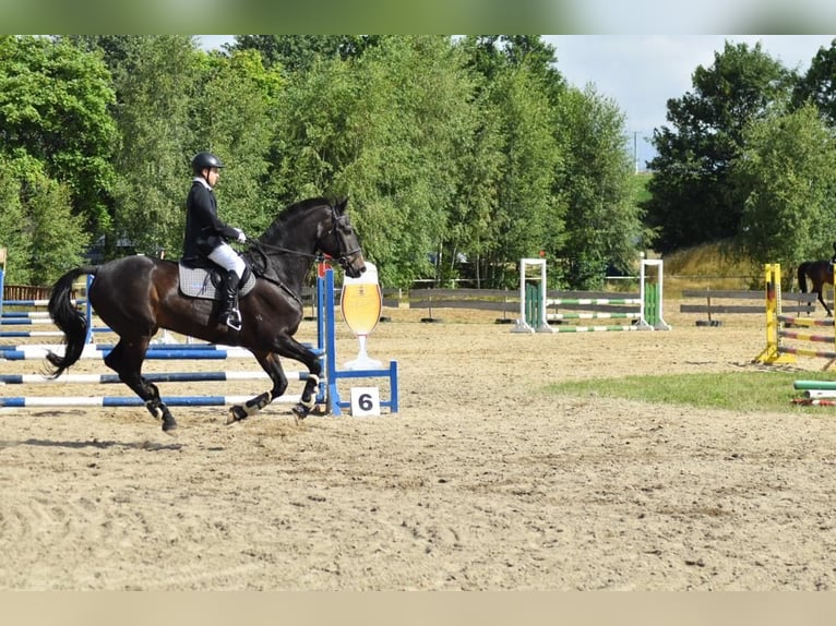 Sportivo Tedesco / Sportivo della Germania Castrone 20 Anni 180 cm Baio scuro in Bautzen