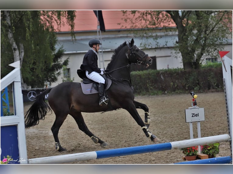 Sportivo Tedesco / Sportivo della Germania Castrone 20 Anni 180 cm Baio scuro in Bautzen