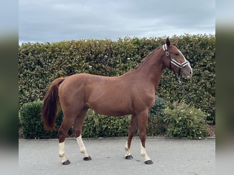 Sportivo Tedesco / Sportivo della Germania Castrone 2 Anni 155 cm Sauro in Mengen