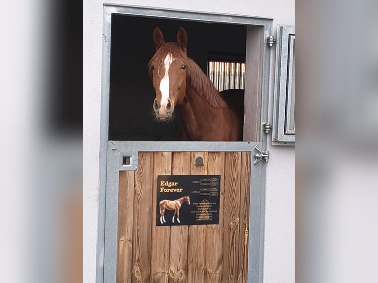 Sportivo Tedesco / Sportivo della Germania Castrone 2 Anni 158 cm Sauro in Ritzing