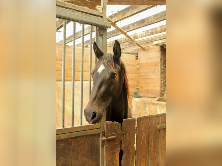 Sportivo Tedesco / Sportivo della Germania Castrone 2 Anni 165 cm Morello in Kurtscheid