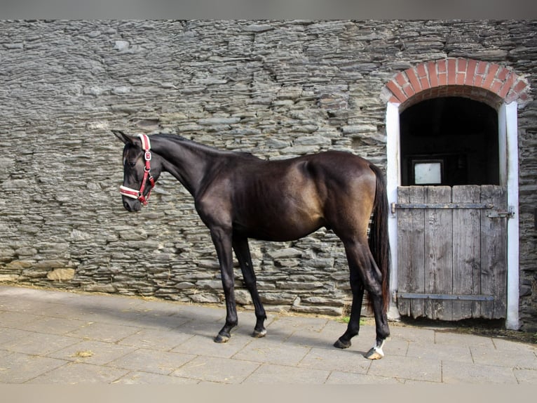 Sportivo Tedesco / Sportivo della Germania Castrone 2 Anni 165 cm Morello in Kurtscheid