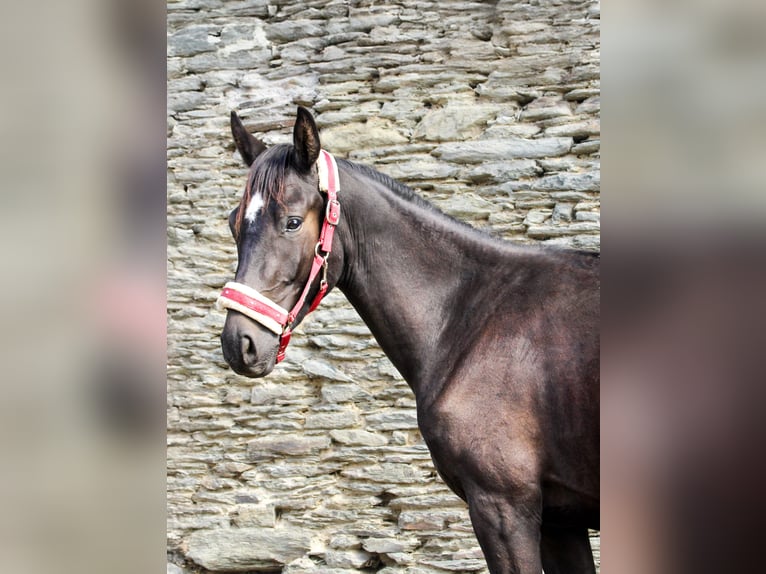 Sportivo Tedesco / Sportivo della Germania Castrone 2 Anni 165 cm Morello in Kurtscheid