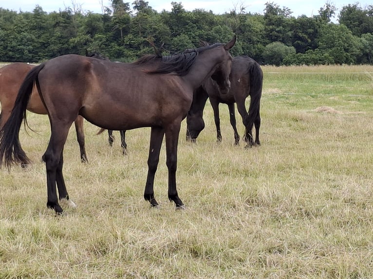 Sportivo Tedesco / Sportivo della Germania Castrone 2 Anni 168 cm Morello in Kurtscheid