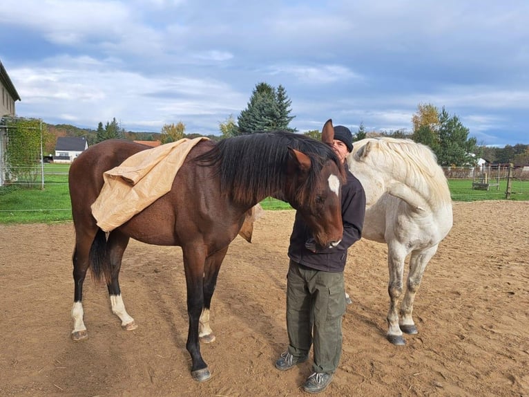 Sportivo Tedesco / Sportivo della Germania Castrone 2 Anni 175 cm Baio in Schönau-Berzdorf