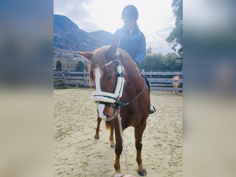 Sportivo Tedesco / Sportivo della Germania Castrone 3 Anni 156 cm Sauro in Schenna