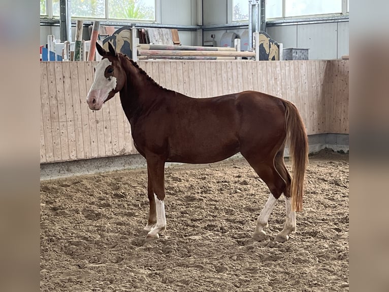 Sportivo Tedesco / Sportivo della Germania Castrone 3 Anni 159 cm Sauro in Mengen