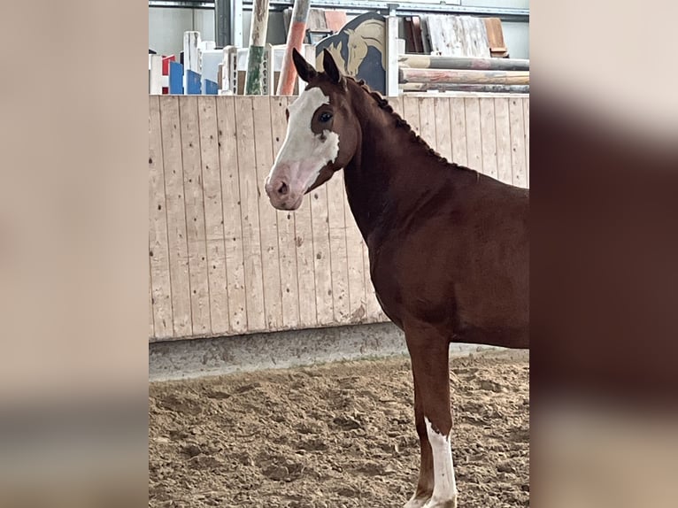 Sportivo Tedesco / Sportivo della Germania Castrone 3 Anni 159 cm Sauro in Mengen