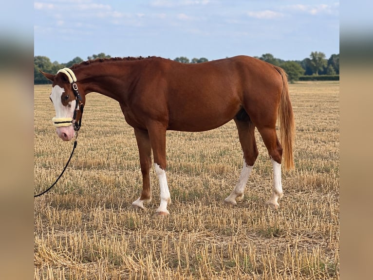 Sportivo Tedesco / Sportivo della Germania Castrone 3 Anni 159 cm Sauro in Mengen