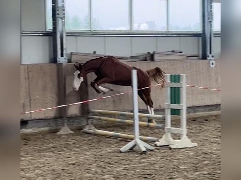 Sportivo Tedesco / Sportivo della Germania Castrone 3 Anni 159 cm Sauro in Mengen