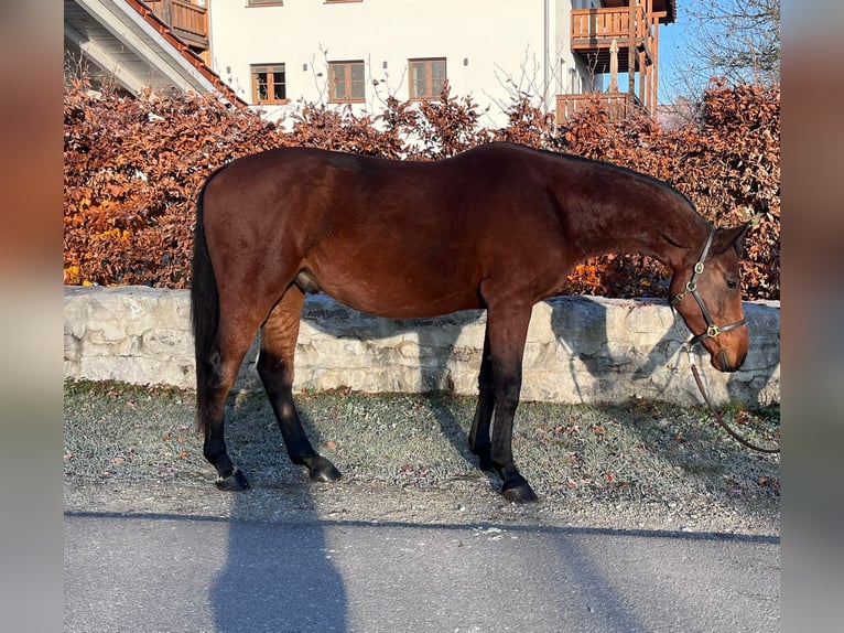 Sportivo Tedesco / Sportivo della Germania Castrone 3 Anni 160 cm Baio in Petting