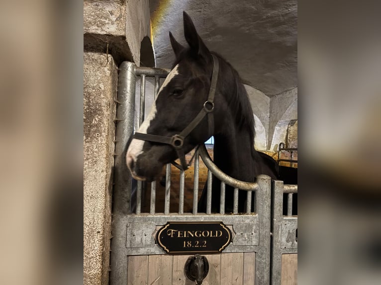 Sportivo Tedesco / Sportivo della Germania Castrone 3 Anni 160 cm Morello in Hohenbocka
