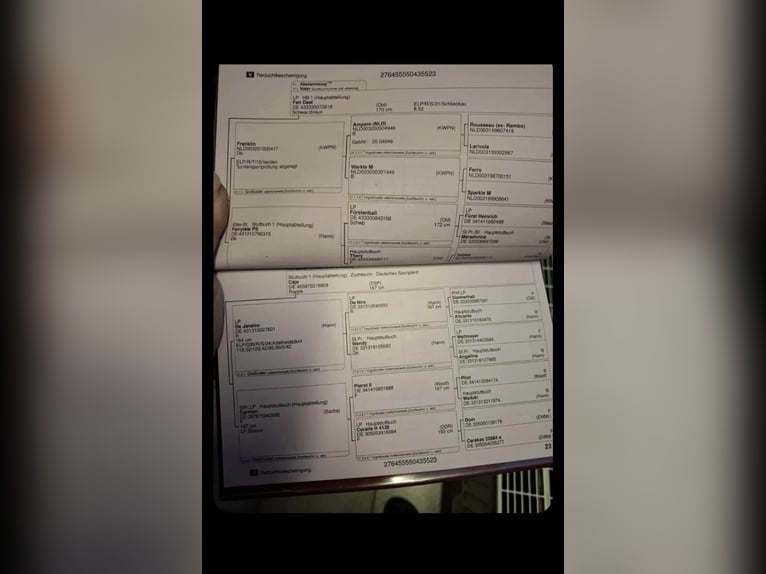 Sportivo Tedesco / Sportivo della Germania Castrone 3 Anni 160 cm Morello in Hohenbocka