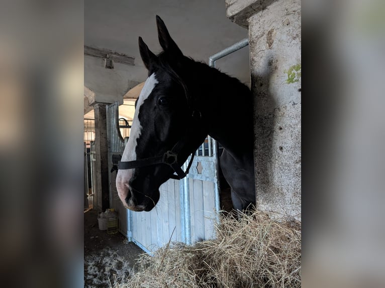 Sportivo Tedesco / Sportivo della Germania Castrone 3 Anni 160 cm Morello in Hohenbocka