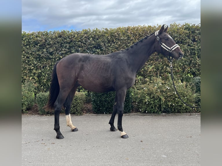 Sportivo Tedesco / Sportivo della Germania Castrone 3 Anni 163 cm Baio in Mengen