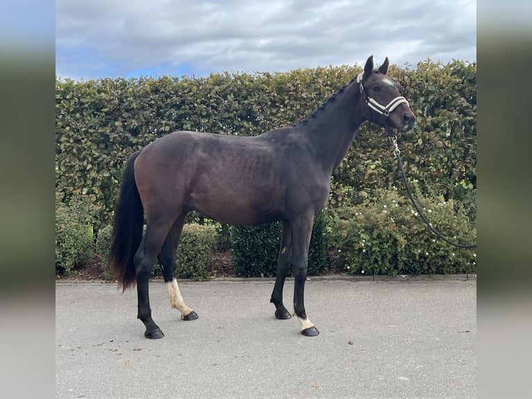 Sportivo Tedesco / Sportivo della Germania Castrone 3 Anni 163 cm Baio in Mengen