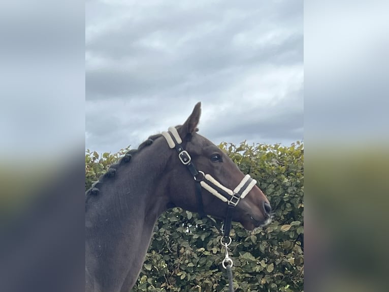 Sportivo Tedesco / Sportivo della Germania Castrone 3 Anni 163 cm Baio in Mengen