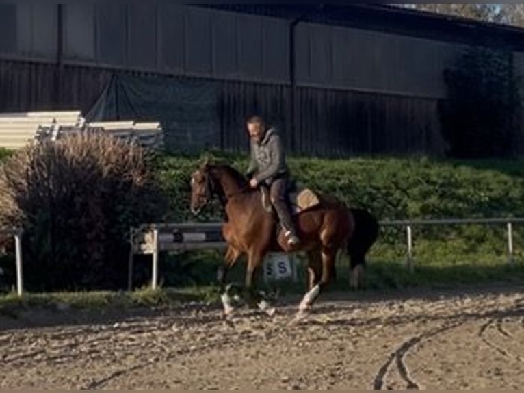 Sportivo Tedesco / Sportivo della Germania Castrone 3 Anni 163 cm Baio in Straubenhardt