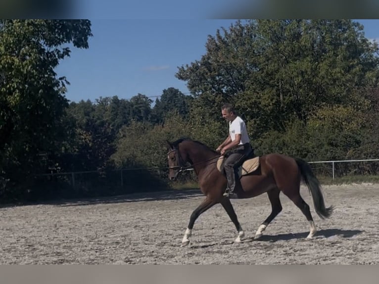 Sportivo Tedesco / Sportivo della Germania Castrone 3 Anni 163 cm Baio in Straubenhardt