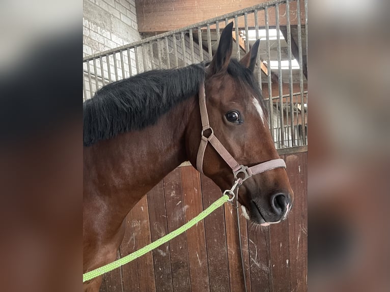 Sportivo Tedesco / Sportivo della Germania Castrone 3 Anni 163 cm Baio in Straubenhardt