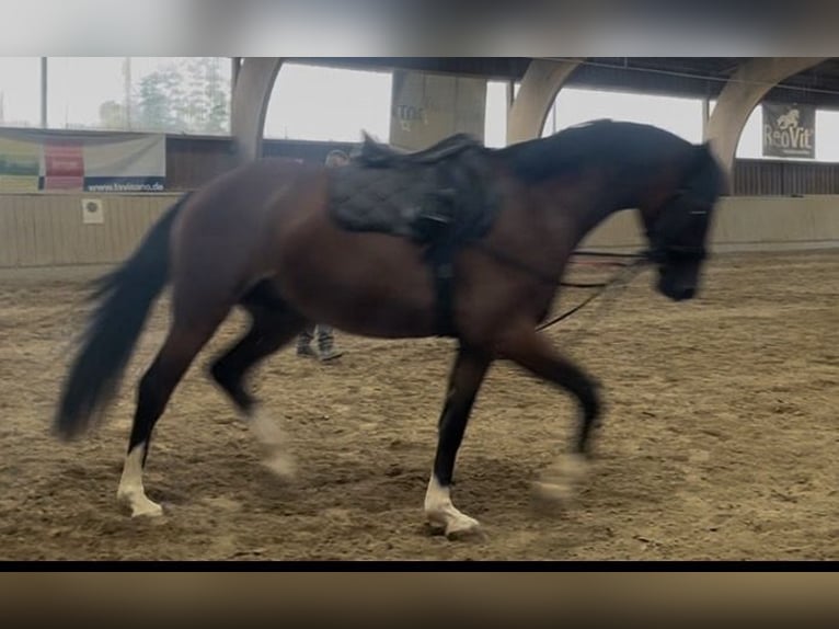 Sportivo Tedesco / Sportivo della Germania Castrone 3 Anni 163 cm Baio in Straubenhardt