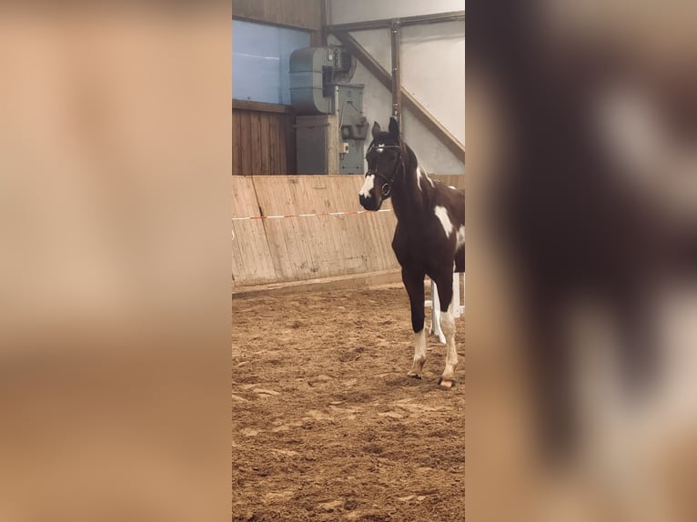 Sportivo Tedesco / Sportivo della Germania Castrone 3 Anni 163 cm Pezzato in Leipzig